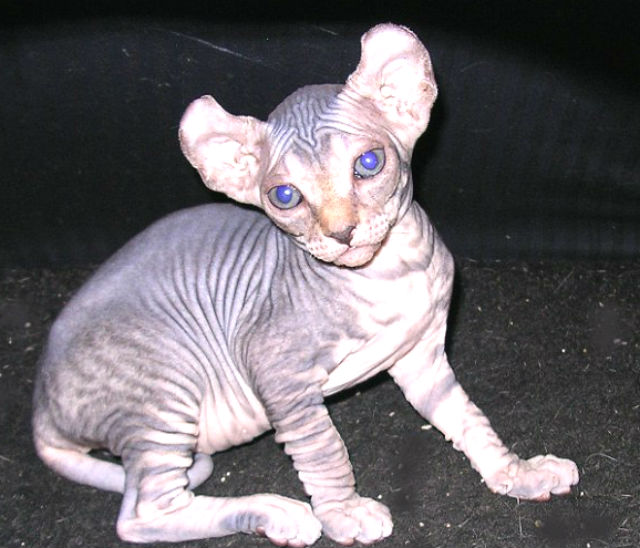 Кошка с большими ушами: породы чемпионы Кошка с большими ушами: породы чемпионы